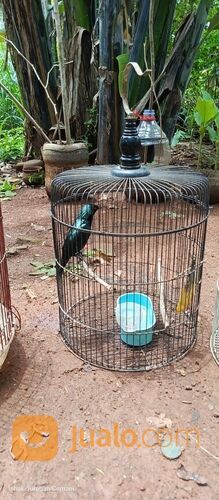 Burung Cucak Keling Jinak Rajin Bunyi