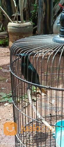 Burung Cucak Keling Jinak Rajin Bunyi