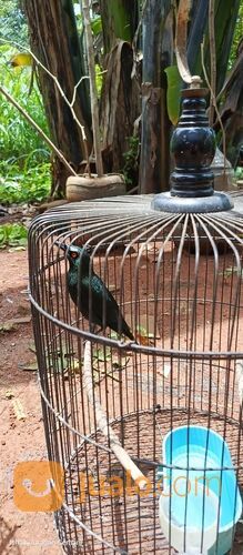 Burung Cucak Keling Jinak Rajin Bunyi