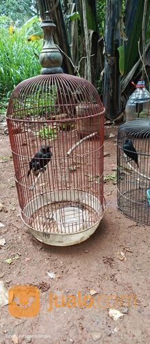 Burung Cucak Keling Jinak Rajin Bunyi