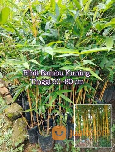 Bambu Kuning Polybag Tinggi 1 Meter an