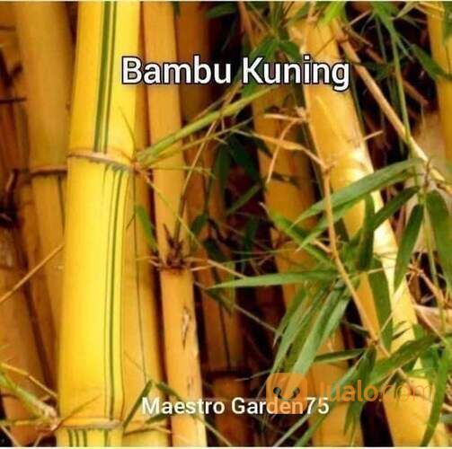 Bambu Kuning Polybag Tinggi 1 Meter an
