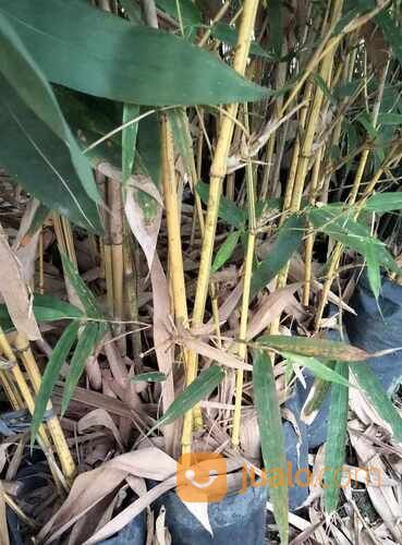 Bambu Kuning Polybag Tinggi 1 Meter an