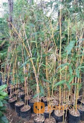 Bambu Kuning Polybag Tinggi 1 Meter an