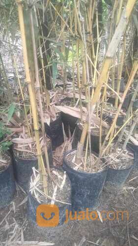 Bambu Kuning Polybag Tinggi 1 Meter an