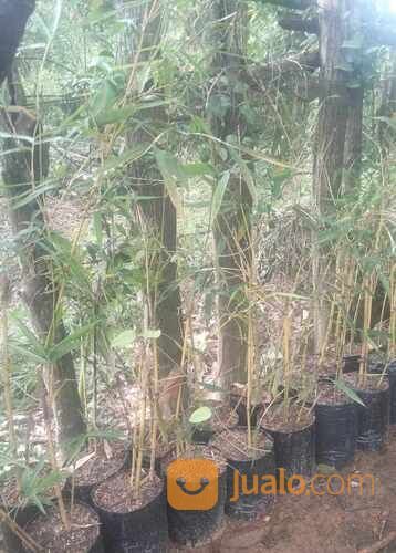 Bambu Kuning Polybag Tinggi 1 Meter an