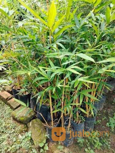 Bambu Kuning Polybag Tinggi 1 Meter an