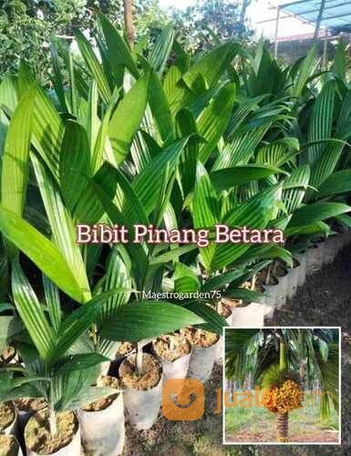 Pinang Betara Tinggi 40 cm Up