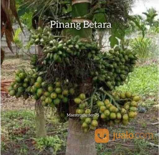 Pinang Betara Tinggi 40 cm Up