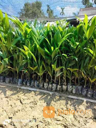 Pinang Betara Tinggi 40 cm Up