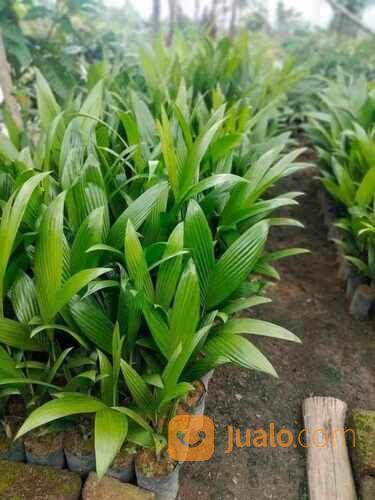 Pinang Betara Tinggi 40 cm Up