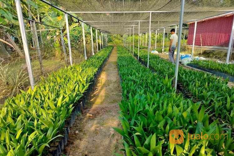 Pinang Betara Tinggi 40 cm Up