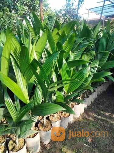 Pinang Betara Tinggi 40 cm Up