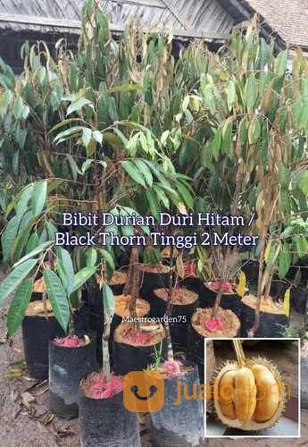 Durian Duri Hitam / Black Thorn Tinggi Bibit 2 Meteran