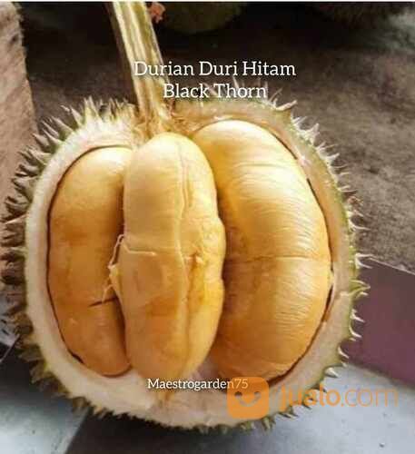 Durian Duri Hitam / Black Thorn Tinggi Bibit 2 Meteran