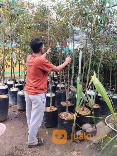 Durian Duri Hitam / Black Thorn Tinggi Bibit 2 Meteran