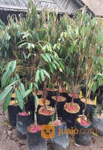 Durian Duri Hitam / Black Thorn Tinggi Bibit 2 Meteran