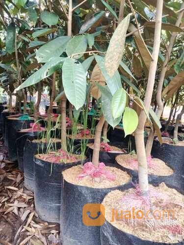 Durian Duri Hitam / Black Thorn Tinggi Bibit 2 Meteran
