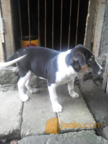 Anjing pitkam puppis