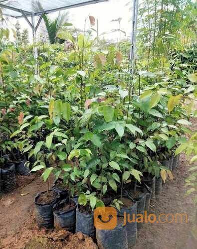 Merawan Bibit Pohon Tinggi 50 cm
