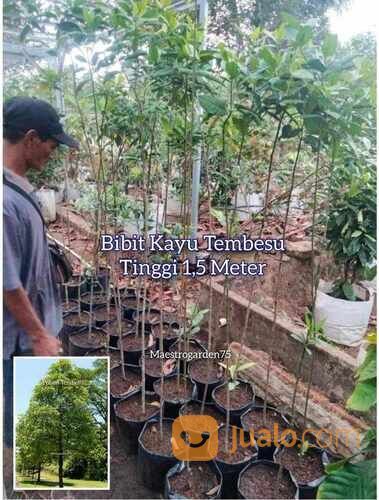 Tembesu Bibit Pohon Tinggi 1,5 Meter