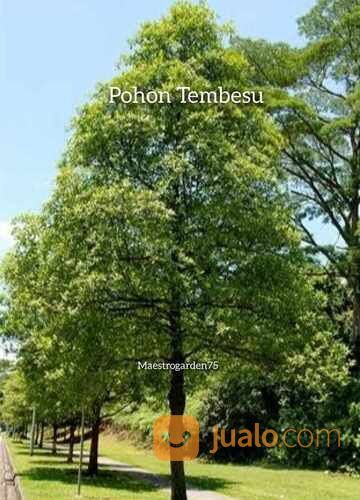 Tembesu Bibit Pohon Tinggi 1,5 Meter