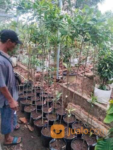 Tembesu Bibit Pohon Tinggi 1,5 Meter