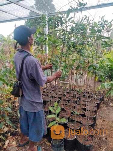 Tembesu Bibit Pohon Tinggi 1,5 Meter