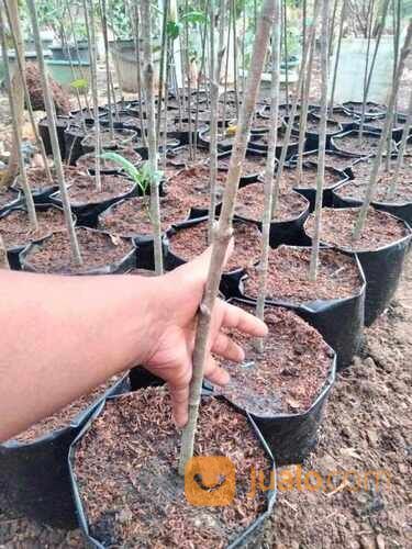 Tembesu Bibit Pohon Tinggi 1,5 Meter