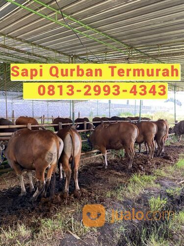 MURAH!!0813-2993-4343, Sapi Qurban Paling Murah Di Klaten
