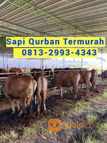 MURAH!!0813-2993-4343, Sapi Qurban Paling Murah Di Wonogiri,