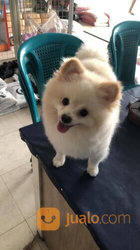 Jasa Grooming Hewan (Kucing Anjing Kelinci) Kerumah SURABAYA Dan Sekitarnya Terbaik