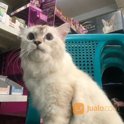 Jasa Grooming Hewan (Kucing Anjing Kelinci) Kerumah SURABAYA Dan Sekitarnya Terbaik
