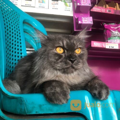 Jasa Grooming Hewan (Kucing Anjing Kelinci) Kerumah SURABAYA Dan Sekitarnya Terbaik