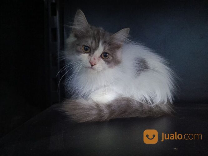 Jasa Grooming Hewan (Kucing Anjing Kelinci) Kerumah SURABAYA Dan Sekitarnya Terbaik