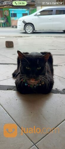 Jasa Grooming Hewan (Kucing Anjing Kelinci) Kerumah SURABAYA Dan Sekitarnya Terbaik