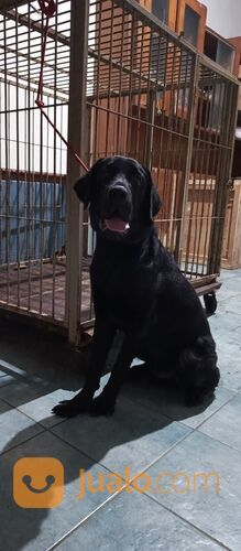 Jasa Grooming Hewan (Kucing Anjing Kelinci) Kerumah SURABAYA Dan Sekitarnya Terbaik