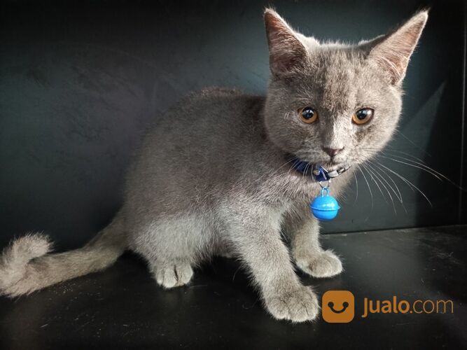 Jasa Grooming Hewan (Kucing Anjing Kelinci) Kerumah SURABAYA Dan Sekitarnya Terbaik