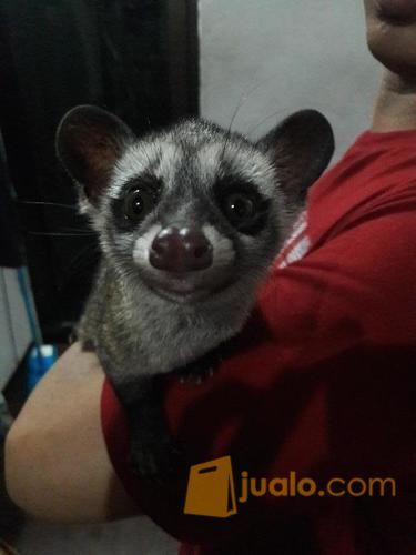 Musang pandan jinak . 2.5 bulan