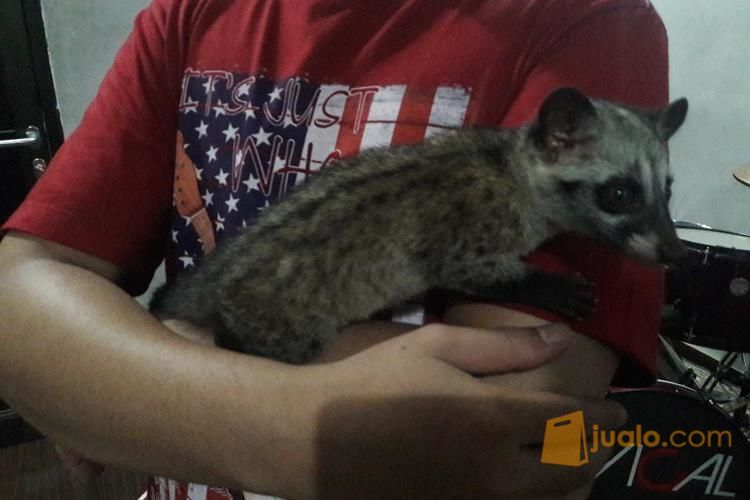 Musang pandan jinak . 2.5 bulan
