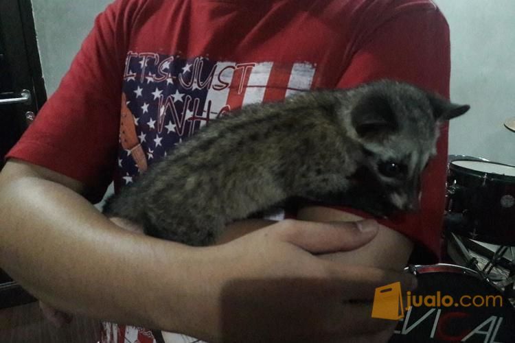 Musang pandan jinak . 2.5 bulan
