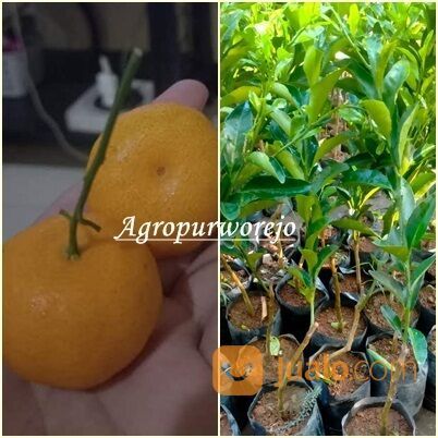 Bibit Tanaman Jeruk Santang Madu Rasa Manis Siap Tanam Murah