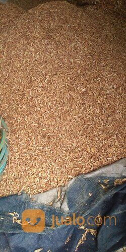 Kepala Udang Giling Kering Bahan Pakan Ternak / Penelitian