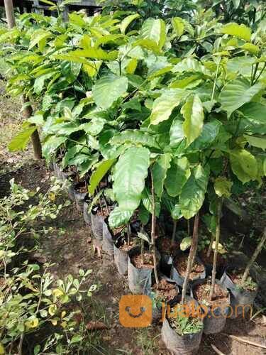 Kopi Bibit Sambung Pucuk Tinggi 1 Meter an