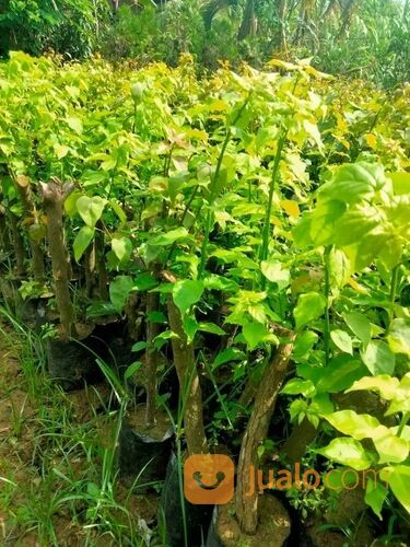 Bougenville Tiga Warna 40 cm