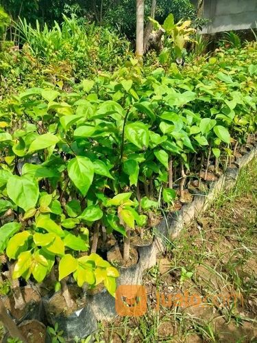 Bougenville Tiga Warna 40 cm