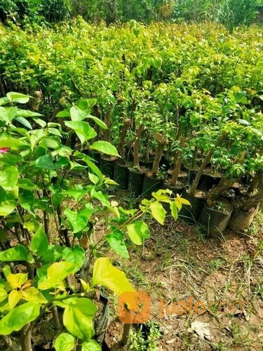 Bougenville Tiga Warna 40 cm