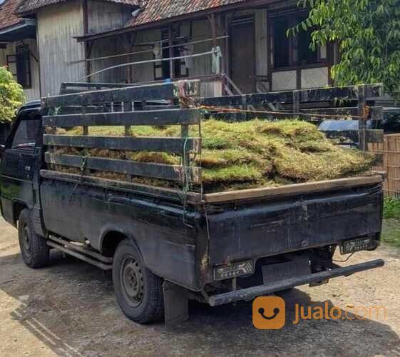 Rumput Gajah Mini Varigata Meter an