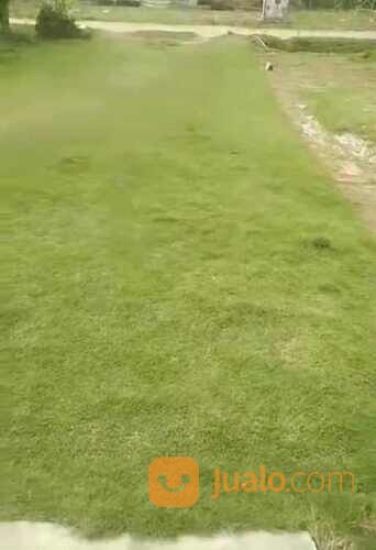 Rumput Gajah Mini Varigata Meter an