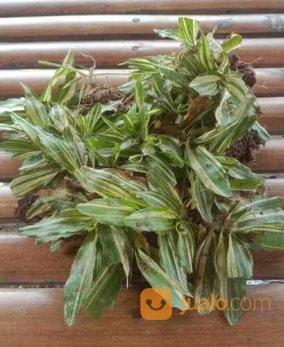 Rumput Gajah Mini Varigata Meter an